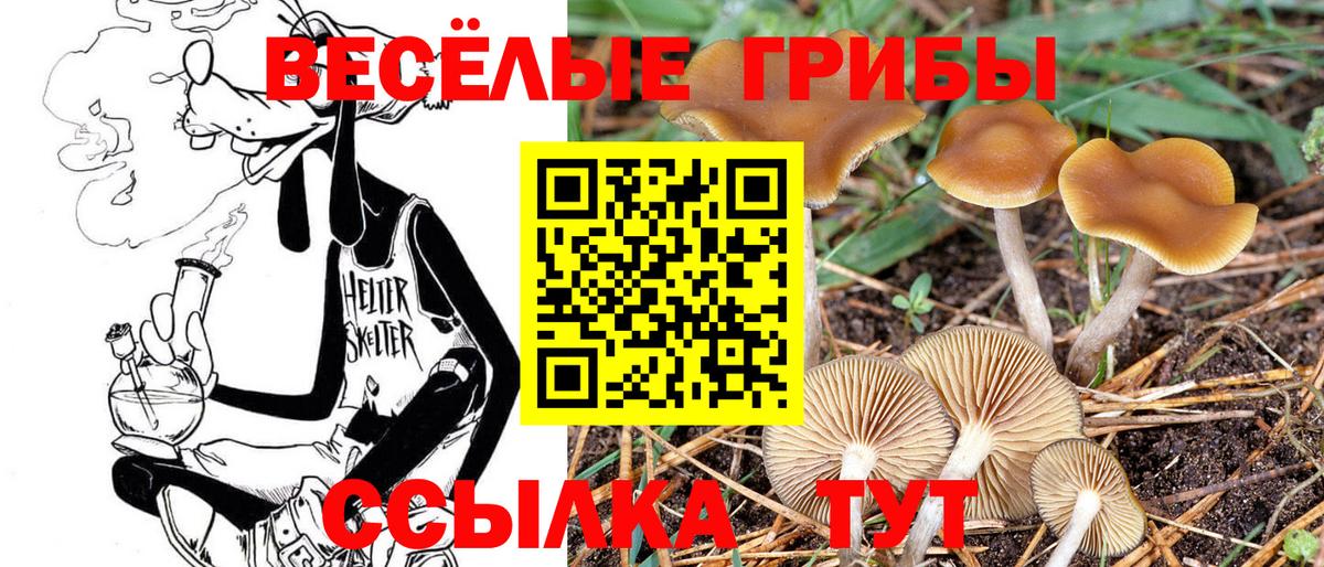Псилоцибиновые грибы мицелий  Псилоцибиновые грибы ЛСД  наркошоп  Курчалой  Вход с VPN 